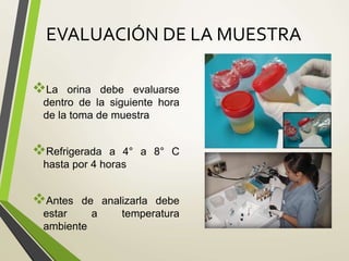 EVALUACIÓN DE LA MUESTRA
La orina debe evaluarse
dentro de la siguiente hora
de la toma de muestra
Refrigerada a 4° a 8° C
hasta por 4 horas
Antes de analizarla debe
estar a temperatura
ambiente
 