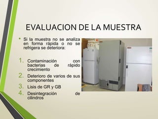 EVALUACION DE LA MUESTRA
• Si la muestra no se analiza
en forma rápida o no se
refrigera se deteriora:
1. Contaminación con
bacterias de rápido
crecimiento
2. Deterioro de varios de sus
componentes
3. Lisis de GR y GB
4. Desintegración de
cilindros
 