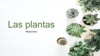 Las plantas
María Vera
 