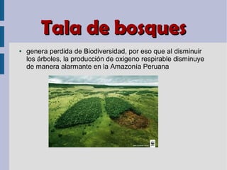 Tala de bosquesTala de bosques
● genera perdida de Biodiversidad, por eso que al disminuir
los árboles, la producción de oxigeno respirable disminuye
de manera alarmante en la Amazonía Peruana
 