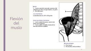 Flexión
del
muslo
14
 