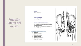 Rotación
lateral del
muslo
19
 