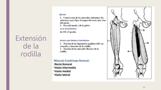 Extensión
de la
rodilla
24
 