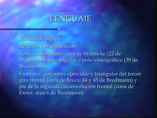 LENGUAJE

Sistema de signos.
Relación con estructuras:
Temporoparietales: área de Wernicke (22 de
Brodmann), giro angular o polo visuográfico (39 de
Brodmann).
Frontales: porciones opercular y triangular del tercer
giro frontal (área de Broca, 44 y 45 de Brodmann) y
pie de la segunda circunvolución frontal (zona de
Exner, área 6 de Brodmann).
 