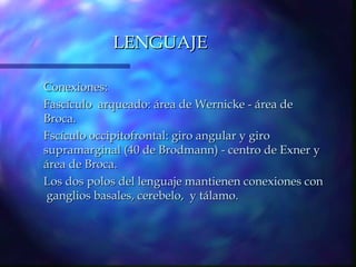 LENGUAJE

Conexiones:
Fascículo arqueado: área de Wernicke - área de
Broca.
Fscículo occipitofrontal: giro angular y giro
supramarginal (40 de Brodmann) - centro de Exner y
área de Broca.
Los dos polos del lenguaje mantienen conexiones con
 ganglios basales, cerebelo, y tálamo.
 
