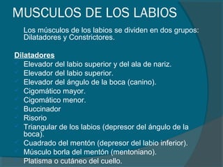 MUSCULOS DE LOS LABIOS
Los músculos de los labios se dividen en dos grupos:
Dilatadores y Constrictores.
Dilatadores
 Elevador del labio superior y del ala de nariz.
 Elevador del labio superior.
 Elevador del ángulo de la boca (canino).
 Cigomático mayor.
 Cigomático menor.
 Buccinador
 Risorio
 Triangular de los labios (depresor del ángulo de la
boca).
 Cuadrado del mentón (depresor del labio inferior).
 Músculo borla del mentón (mentoniano).
 Platisma o cutáneo del cuello.
 