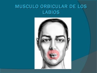 MUSCULO ORBICULAR DE LOSMUSCULO ORBICULAR DE LOS
LABIOSLABIOS
 