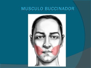 MUSCULO BUCCINADORMUSCULO BUCCINADOR
 