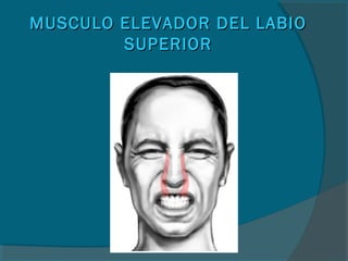 MUSCULO ELEVADOR DEL LABIOMUSCULO ELEVADOR DEL LABIO
SUPERIORSUPERIOR
 