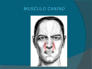 MUSCULO CANINOMUSCULO CANINO
 