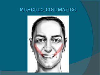 MUSCULO CIGOMATICOMUSCULO CIGOMATICO
 