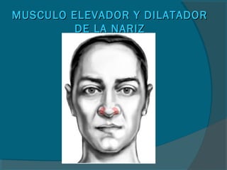 MUSCULO ELEVADOR Y DILATADORMUSCULO ELEVADOR Y DILATADOR
DE LA NARIZDE LA NARIZ
 