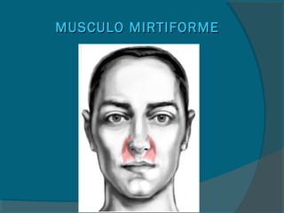 MUSCULO MIRTIFORMEMUSCULO MIRTIFORME
 