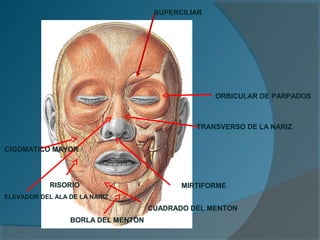 SUPERCILIAR
ORBICULAR DE PARPADOS
TRANSVERSO DE LA NARIZ
MIRTIFORME
ELEVADOR DEL ALA DE LA NARIZ
CIGOMATICO MAYOR
RISORIO
CUADRADO DEL MENTON
BORLA DEL MENTON
 
