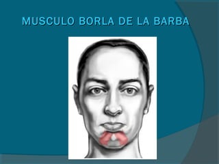 MUSCULO BORLA DE LA BARBAMUSCULO BORLA DE LA BARBA
 