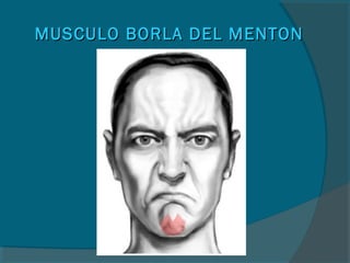 MUSCULO BORLA DEL MENTONMUSCULO BORLA DEL MENTON
 