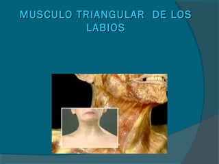 MUSCULO TRIANGULAR DE LOSMUSCULO TRIANGULAR DE LOS
LABIOSLABIOS
 