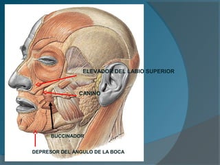 BUCCINADOR
CANINO
ELEVADOR DEL LABIO SUPERIOR
DEPRESOR DEL ANGULO DE LA BOCA
 