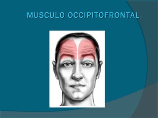 MUSCULO OCCIPITOFRONTALMUSCULO OCCIPITOFRONTAL
 