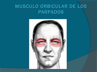 MUSCULO ORBICULAR DE LOSMUSCULO ORBICULAR DE LOS
PARPADOSPARPADOS
 