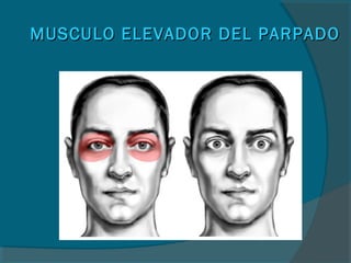 MUSCULO ELEVADOR DEL PARPADOMUSCULO ELEVADOR DEL PARPADO
 
