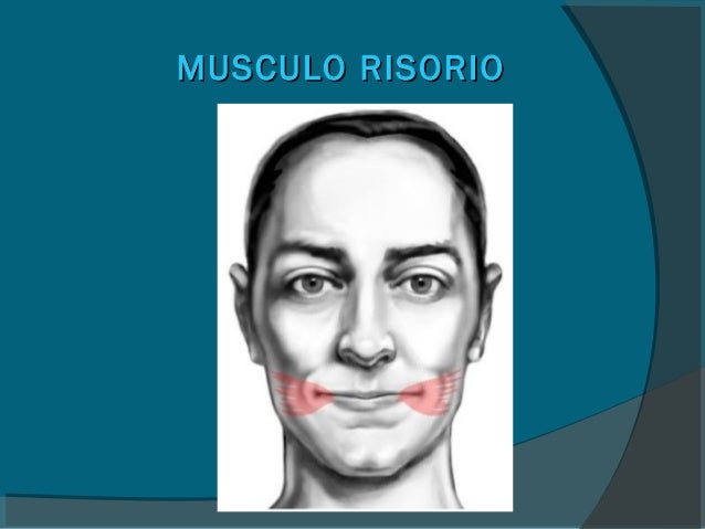 Resultado de imagem para musculo risorio