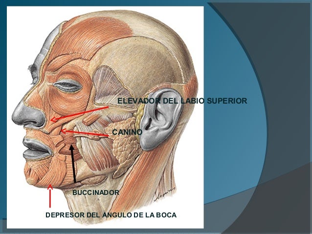Examen musculos de cara (1)