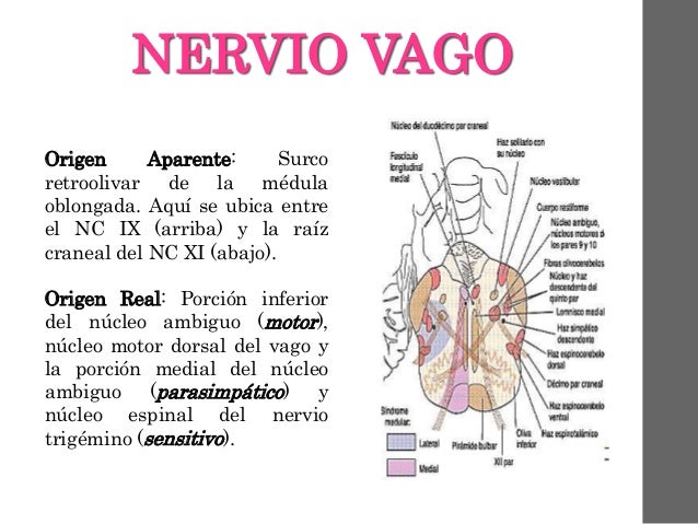 Examen X Par Craneal (Nervio Vago)