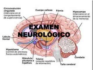 EXAMEN
NEUROLÓGICO
 