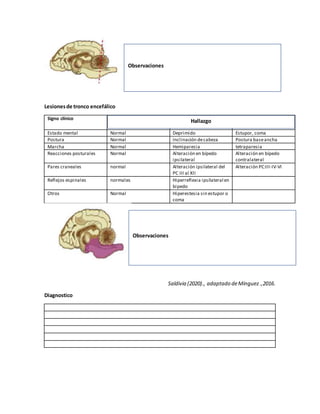 Lesionesde tronco encefálico
Signo clínico
Estado mental Normal Deprimido Estupor, coma
Postura Normal Inclinación decabeza Postura baseancha
Marcha Normal Hemiparesia tetraparesia
Reacciones posturales Normal Alteración en bípedo
ipsilateral
Alteración en bípedo
contralateral
Pares craneales normal Alteración ipsilateral del
PC III al XII
Alteración PC:III-IV-VI
Reflejos espinales normales Hiperreflexia ipsilateral en
bipedo
Otros Normal Hiperestesia sin estupor o
coma
Saldivia (2020)., adaptado deMínguez.,2016.
Diagnostico
Observaciones
Observaciones
Hallazgo
 