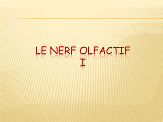 LE NERF OLFACTIF
        I
 