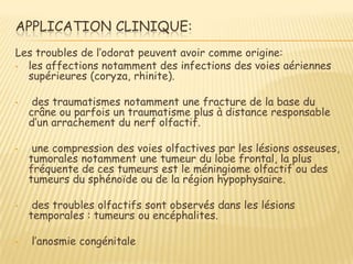 APPLICATION CLINIQUE:
Les troubles de l’odorat peuvent avoir comme origine:
• les affections notamment des infections des voies aériennes
  supérieures (coryza, rhinite).

•    des traumatismes notamment une fracture de la base du
    crâne ou parfois un traumatisme plus à distance responsable
    d’un arrachement du nerf olfactif.

•    une compression des voies olfactives par les lésions osseuses,
    tumorales notamment une tumeur du lobe frontal, la plus
    fréquente de ces tumeurs est le méningiome olfactif ou des
    tumeurs du sphénoïde ou de la région hypophysaire.

•    des troubles olfactifs sont observés dans les lésions
    temporales : tumeurs ou encéphalites.

•   l’anosmie congénitale
 