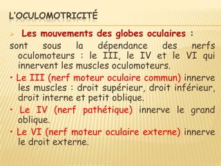 L’OCULOMOTRICITÉ

  Les mouvements des globes oculaires :
sont    sous    la   dépendance     des    nerfs
  oculomoteurs : le III, le IV et le VI qui
  innervent les muscles oculomoteurs.
• Le III (nerf moteur oculaire commun) innerve
  les muscles : droit supérieur, droit inférieur,
  droit interne et petit oblique.
• Le IV (nerf pathétique) innerve le grand
  oblique.
• Le VI (nerf moteur oculaire externe) innerve
  le droit externe.
 