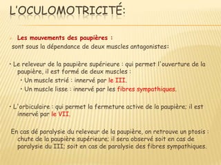 L’OCULOMOTRICITÉ:

 Les mouvements des paupières :
sont sous la dépendance de deux muscles antagonistes:

• Le releveur de la paupière supérieure : qui permet l'ouverture de la
   paupière, il est formé de deux muscles :
    • Un muscle strié : innervé par le III.
    • Un muscle lisse : innervé par les fibres sympathiques.

• L'orbiculaire : qui permet la fermeture active de la paupière; il est
   innervé par le VII.

En cas dé paralysie du releveur de la paupière, on retrouve un ptosis :
  chute de la paupière supérieure; il sera observé soit en cas de
  paralysie du III; soit en cas de paralysie des fibres sympathiques.
 