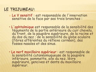LE TRIJUMEAU:
     Le V sensitif : est responsable de l'innervation
      sensitive de la face par ses trois branches :

  • L'ophtalmique est responsable de la sensibilité des
    téguments de la partie antérieure du cuir chevelu,
    du front, de la paupière supérieure, de la racine et
    du dos du nez ; de la sensibilité du globe oculaire
    (fibres afférentes du réflexe cornéen), des
    fosses nasales et des sinus.

  • Le nerf maxillaire supérieur : est responsable de
    la sensibilité cutanéomuqueuse de la paupière
    inférieure, pommette, aile du nez, lèvre
    supérieure, gencives et dents du maxillaire
    supérieur.
 