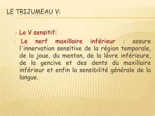 LE TRIJUMEAU V:


     Le V sensitif:
  •    Le nerf maxillaire inférieur : assure
      l'innervation sensitive de la région temporale,
      de la joue, du menton, de la lèvre inférieure,
      de la gencive et des dents du maxillaire
      inférieur et enfin la sensibilité générale de la
      langue.
 