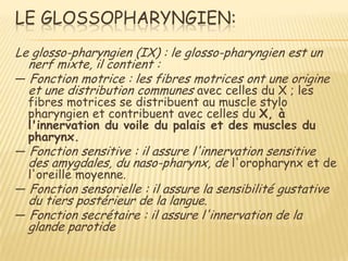 LE GLOSSOPHARYNGIEN:
Le glosso-pharyngien (IX) : le glosso-pharyngien est un
  nerf mixte, il contient :
ŕ Fonction motrice : les fibres motrices ont une origine
  et une distribution communes avec celles du X ; les
  fibres motrices se distribuent au muscle stylo
  pharyngien et contribuent avec celles du X, à
  l'innervation du voile du palais et des muscles du
  pharynx.
ŕ Fonction sensitive : il assure l'innervation sensitive
  des amygdales, du naso-pharynx, de l'oropharynx et de
  l'oreille moyenne.
ŕ Fonction sensorielle : il assure la sensibilité gustative
  du tiers postérieur de la langue.
ŕ Fonction secrétaire : il assure l'innervation de la
  glande parotide
 
