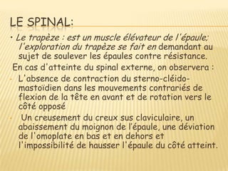 LE SPINAL:
• Le trapèze : est un muscle élévateur de l'épaule;
   l'exploration du trapèze se fait en demandant au
   sujet de soulever les épaules contre résistance.
 En cas d'atteinte du spinal externe, on observera :
• L'absence de contraction du sterno-cléido-
   mastoïdien dans les mouvements contrariés de
   flexion de la tête en avant et de rotation vers le
   côté opposé
• Un creusement du creux sus claviculaire, un
   abaissement du moignon de l’épaule, une déviation
   de l'omoplate en bas et en dehors et
   l'impossibilité de hausser l'épaule du côté atteint.
 