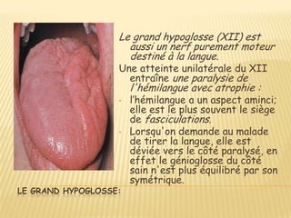Le grand hypoglosse (XII) est
                     aussi un nerf purement moteur
                     destiné à la langue.
                   Une atteinte unilatérale du XII
                     entraîne une paralysie de
                       l'hémilangue avec atrophie :
                   •   l’hémilangue a un aspect aminci;
                       elle est le plus souvent le siège
                       de fasciculations.
                   •   Lorsqu'on demande au malade
                       de tirer la langue, elle est
                       déviée vers le côté paralysé, en
                       effet le génioglosse du côté
                       sain n'est plus équilibré par son
                       symétrique.
LE GRAND HYPOGLOSSE:
 