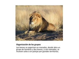 Organización de los grupos
Los leones se organizan en manadas, donde abra un
grupo de hembras y dos leones, o son nómadas, se
mueven solos o en parejas por grandes territorios.

 