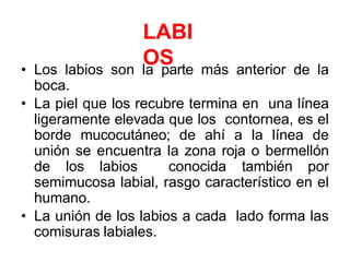 LABI
OS
• Los labios son la parte más anterior de la
boca.
• La piel que los recubre termina en una línea
ligeramente elevada que los contornea, es el
borde mucocutáneo; de ahí a la línea de
unión se encuentra la zona roja o bermellón
de los labios conocida también por
semimucosa labial, rasgo característico en el
humano.
• La unión de los labios a cada lado forma las
comisuras labiales.
 