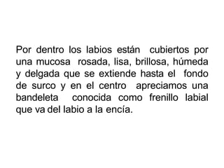 Por dentro los labios están cubiertos por
una mucosa rosada, lisa, brillosa, húmeda
y delgada que se extiende hasta el fondo
de surco y en el centro apreciamos una
bandeleta conocida como frenillo labial
que va del labio a la encía.
 