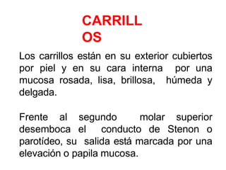 CARRILL
OS
Los carrillos están en su exterior cubiertos
por piel y en su cara interna por una
mucosa rosada, lisa, brillosa, húmeda y
delgada.
Frente al segundo molar superior
desemboca el conducto de Stenon o
parotídeo, su salida está marcada por una
elevación o papila mucosa.
 