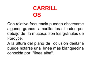 CARRILL
OS
Con relativa frecuencia pueden observarse
algunos granos amarillentos situados por
debajo de la mucosa: son los gránulos de
Fordyce.
A la altura del plano de oclusión dentaria
puede notarse una línea más blanquecina
conocida por "línea alba".
 