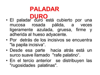 PALADAR
DURO
• El paladar duro está cubierto por una
mucosa rosada pálida, a veces
ligeramente azulada, gruesa, firme y
adherida al hueso adyacente.
• Por detrás de los incisivos se encuentra
"la papila incisiva“.
• Desde esa parte hacia atrás está un
surco suave llamado "rafe palatino“.
• En el tercio anterior se distribuyen las
"rugosidades palatinas".
 
