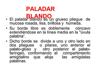PALADAR
BLANDO
• El paladar blando es un grueso pliegue de
mucosa rosada, lisa, brillosa y húmeda.
• Su borde libre es doblemente cóncavo
extendiéndose en la línea media en la "úvula
palatina“.
• Dicho borde se divide a uno y otro lado en
dos pliegues o pilares, uno anterior el
palato-gloso y otro posterior el palato-
faríngeo, conformando el compartimiento
amigdalino que aloja las amígdalas
palatinas.
 