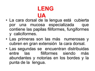 LENG
UA
• La cara dorsal de la lengua está cubierta
por una mucosa especializada que
contiene las papilas filiformes, fungiformes
y caliciformes.
• Las primeras son las más numerosas y
cubren en gran extensión la cara dorsal.
• Las segundas se encuentran distribuidas
entre las filiformes siendo más
abundantes y notorias en los bordes y la
punta de la lengua.
 
