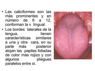 • Las caliciformes son las
más prominentes y en
número de 8 a 12,
conforman la v lingual.
• Los bordes laterales de la
lengua, tienen
características similares
a una y otra cara, en su
parte más posterior
alojan las papilas foliadas
de color más rojizo y con
algunos pliegues
paralelos entre sí.
 