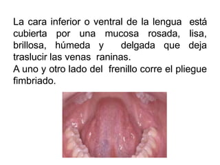 La cara inferior o ventral de la lengua está
cubierta por una mucosa rosada, lisa,
brillosa, húmeda y delgada que deja
traslucir las venas raninas.
A uno y otro lado del frenillo corre el pliegue
fimbriado.
 