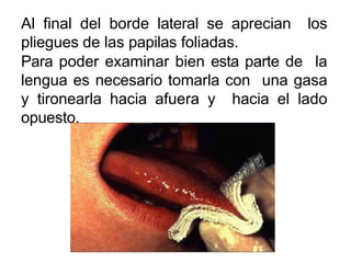 Al final del borde lateral se aprecian los
pliegues de las papilas foliadas.
Para poder examinar bien esta parte de la
lengua es necesario tomarla con una gasa
y tironearla hacia afuera y hacia el lado
opuesto.
 